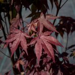 Javor dlaňolistý (Acer palmatum) ´ATROPURPUREUM´ - výška 125-150cm, kont. C18L 